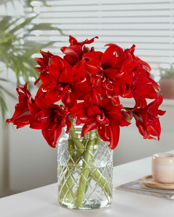 Hippeastrum Red Pride