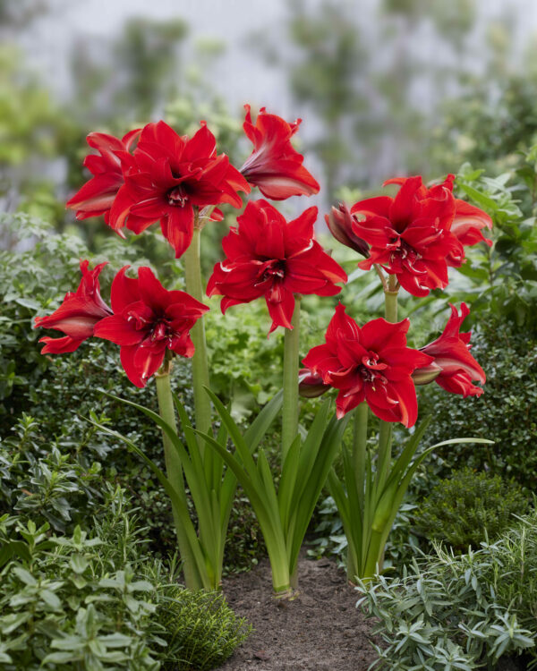 Hippeastrum Red Pride