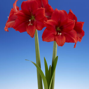 Hippeastrum Red Tiger