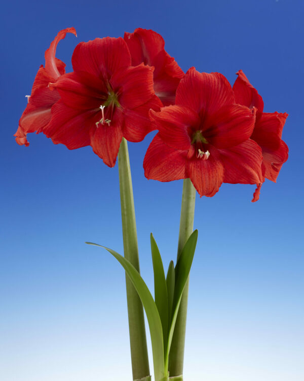 Hippeastrum Red Tiger