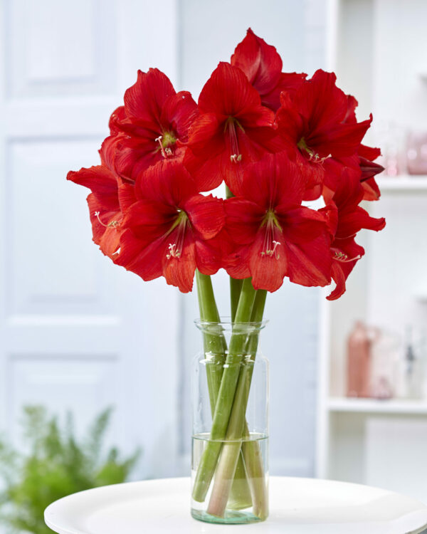 Hippeastrum Red Tiger