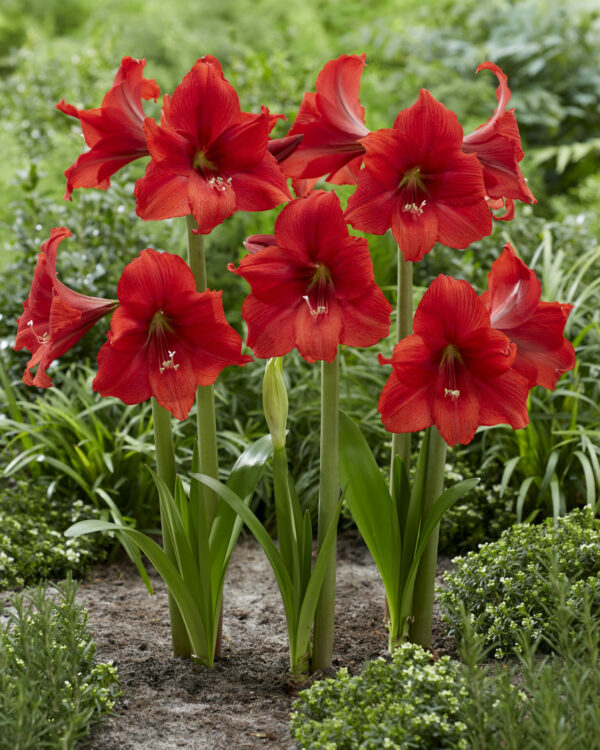 Hippeastrum Red Tiger