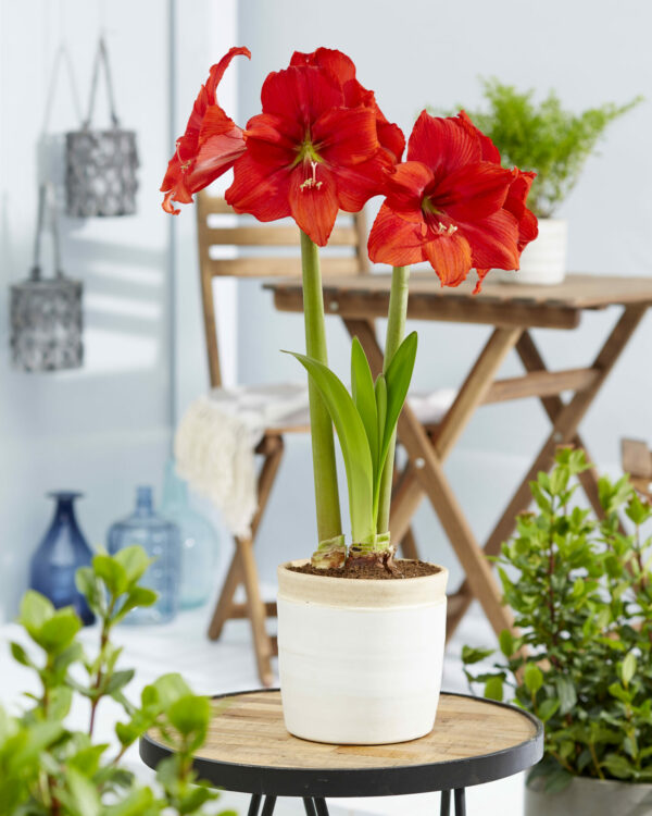 Hippeastrum Red Tiger