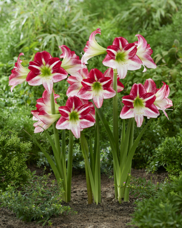 Hippeastrum Route 66