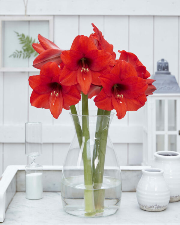 Hippeastrum Royal Dream