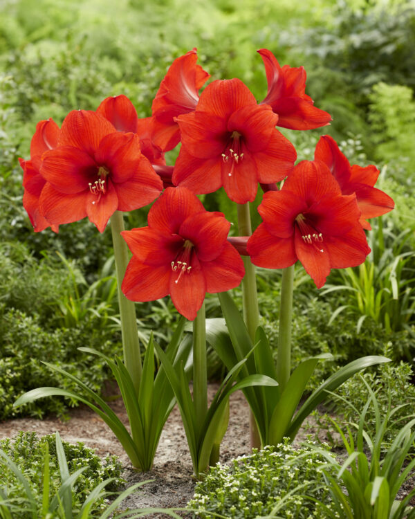 Hippeastrum Royal Dream