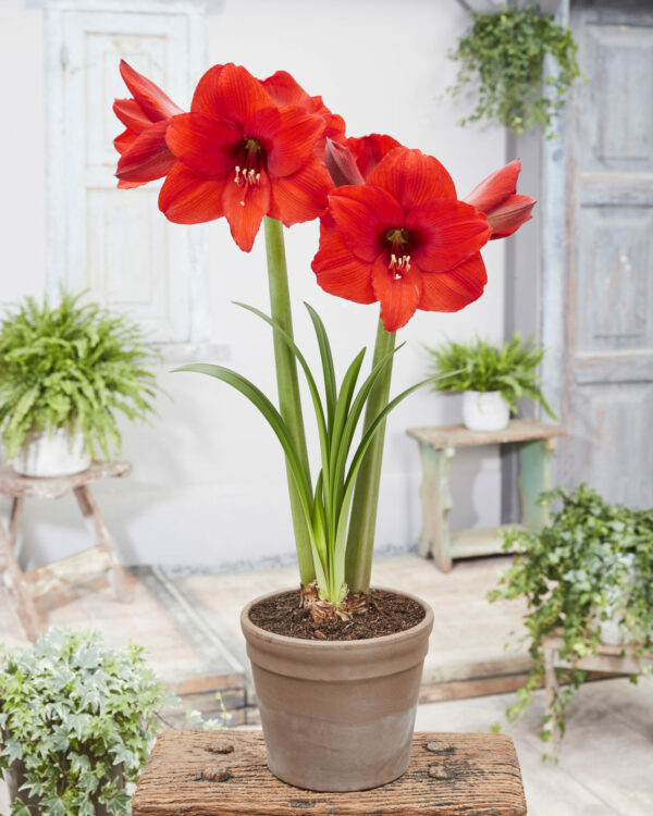 Hippeastrum Royal Dream