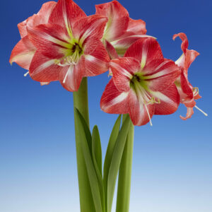 Hippeastrum Shining Star