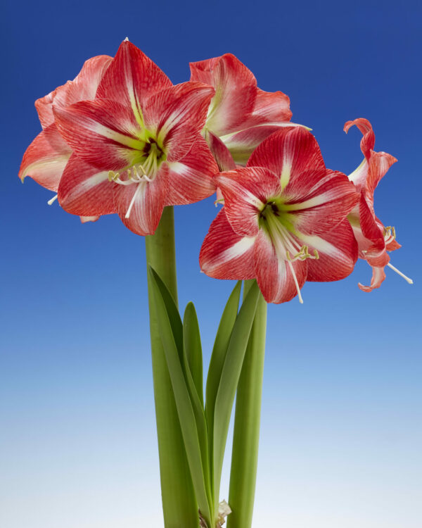 Hippeastrum Shining Star