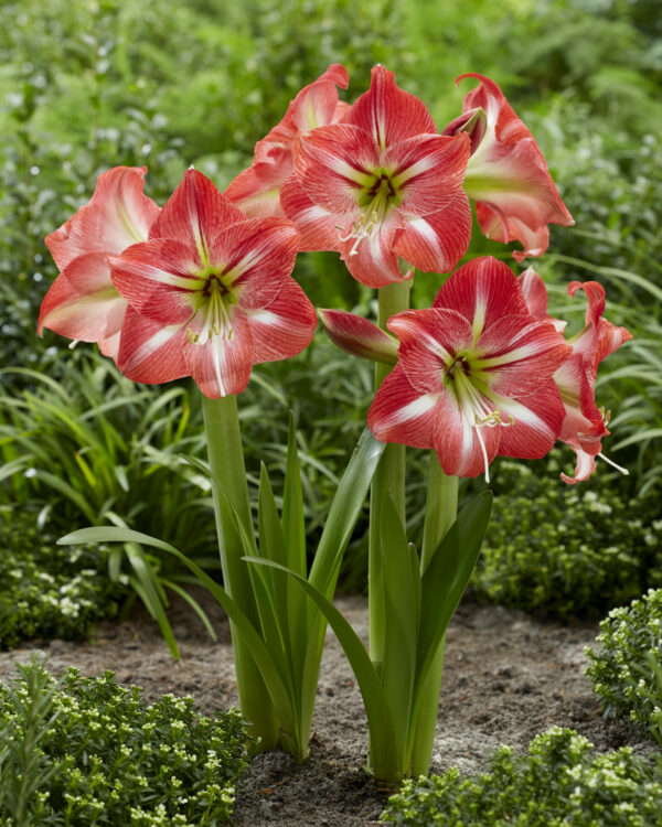 Hippeastrum Shining Star