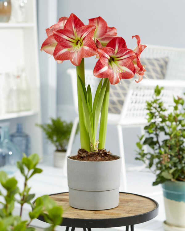 Hippeastrum Shining Star