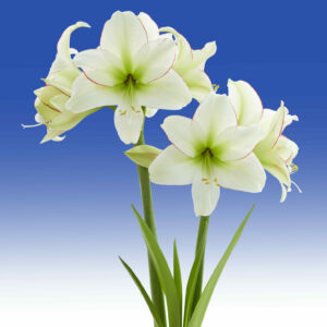 Hippeastrum Sissi