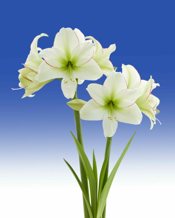 Hippeastrum Sissi