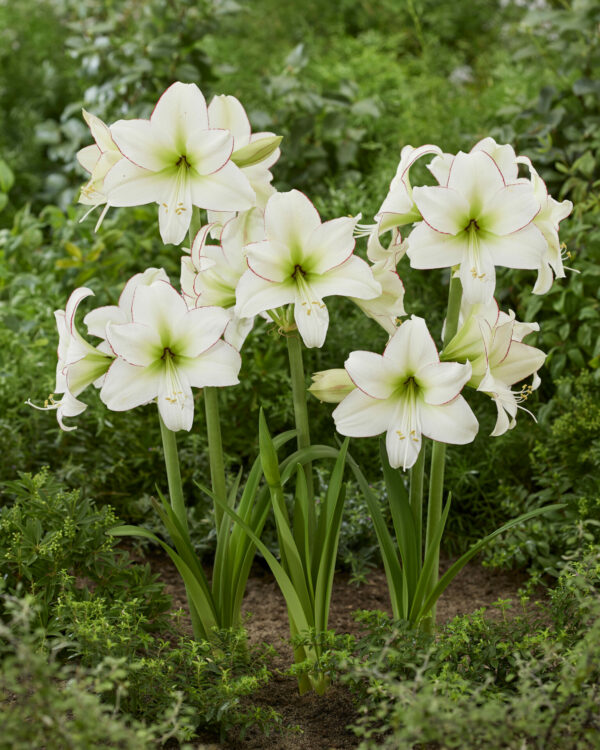 Hippeastrum Sissi