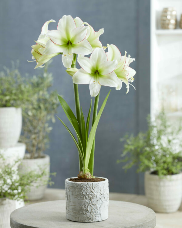 Hippeastrum Sissi