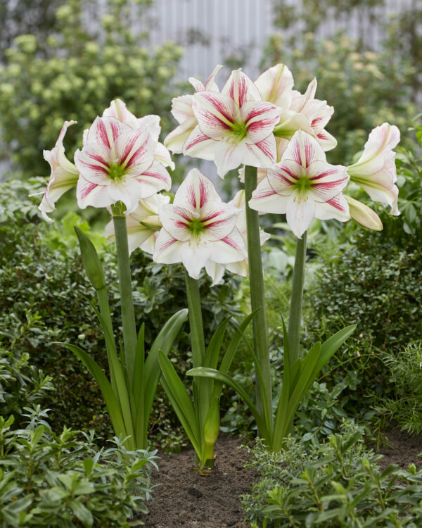 Hippeastrum Smoothie