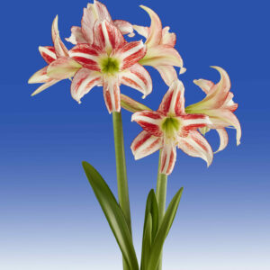 Hippeastrum Strawberry Ice