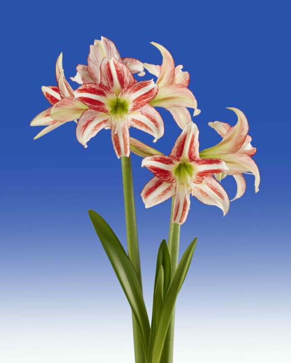 Hippeastrum Strawberry Ice