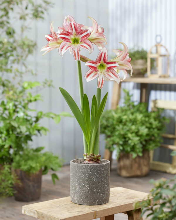 Hippeastrum Strawberry Ice