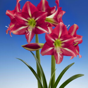 Hippeastrum Striped Beauty