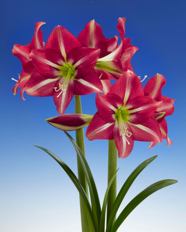 Hippeastrum Striped Beauty