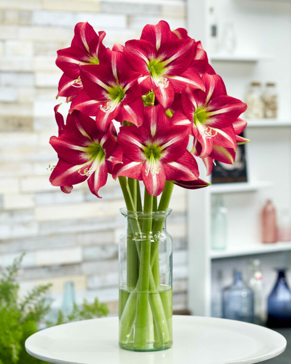 Hippeastrum Striped Beauty