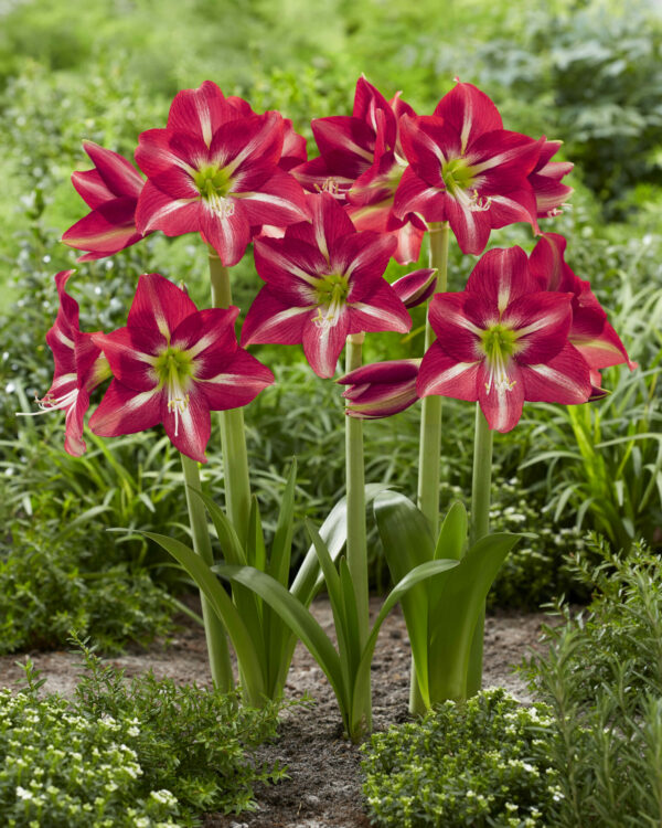 Hippeastrum Striped Beauty