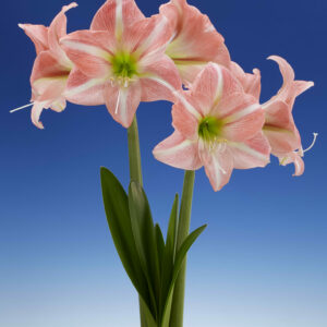 Sweet Dreams Hippeastrum