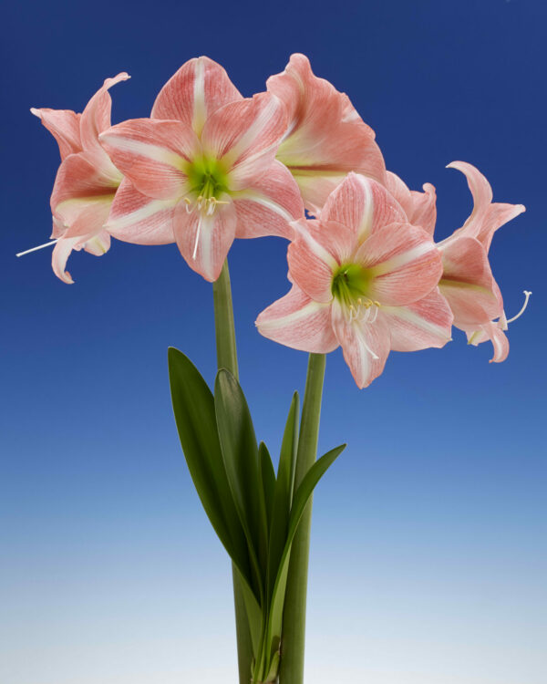 Sweet Dreams Hippeastrum