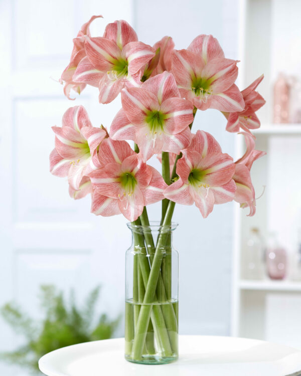 Hippeastrum Sweet Dreams