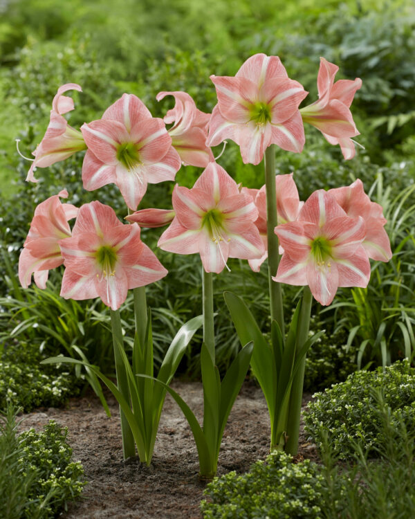 Hippeastrum Sweet Dreams