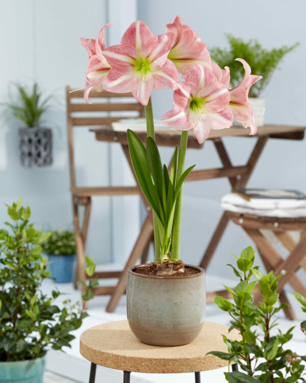 Hippeastrum Sweet Dreams