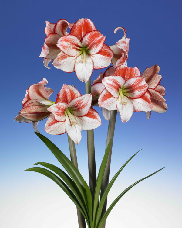 Hippeastrum Table Dance