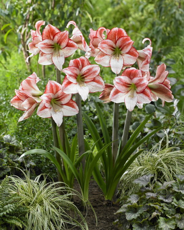 Hippeastrum Table Dance