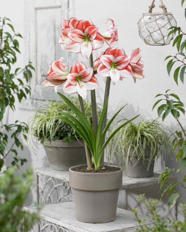 Hippeastrum Table Dance