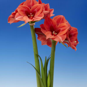 Hippeastrum Up Star