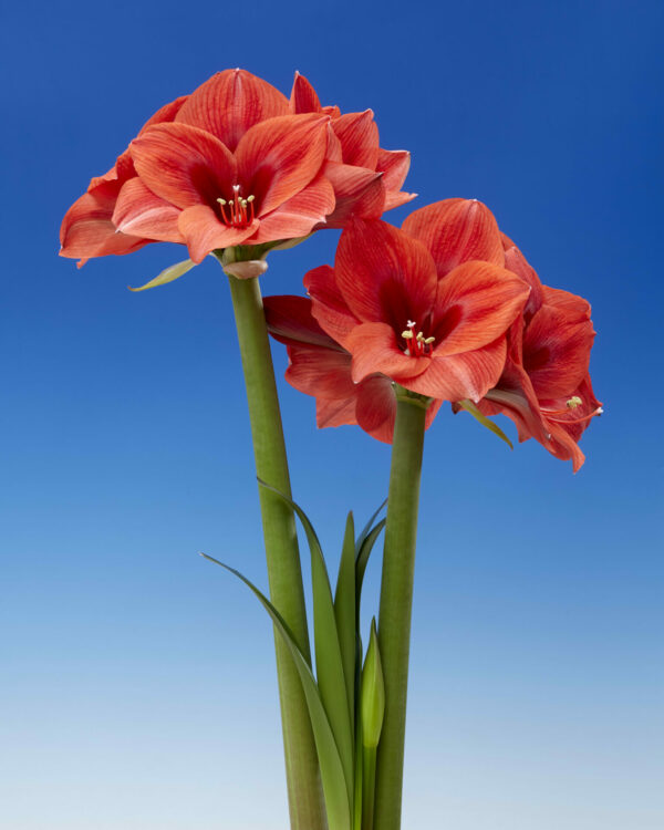 Hippeastrum Up Star