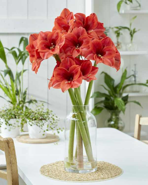 Hippeastrum Up Star