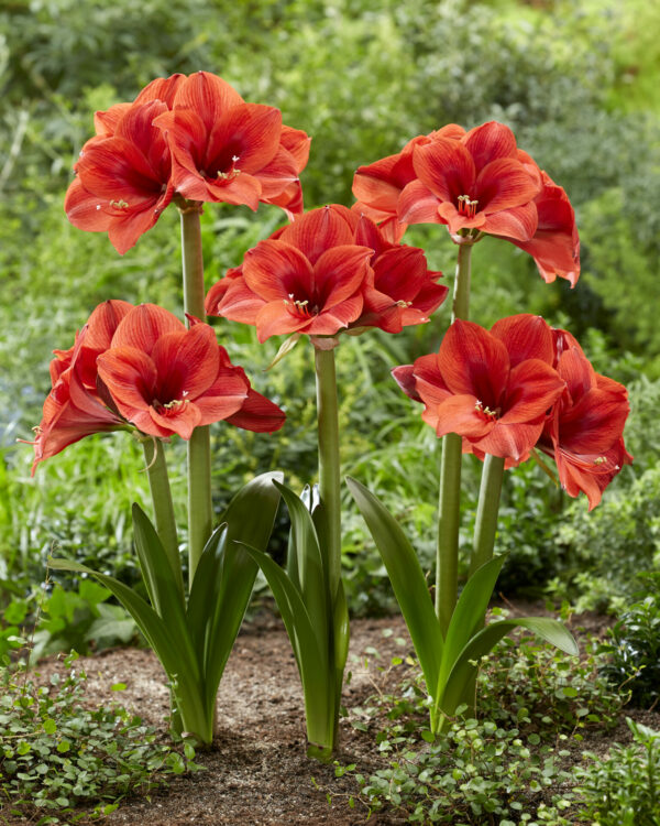 Hippeastrum Up Star