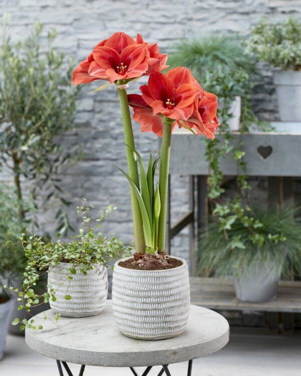 Hippeastrum Up Star