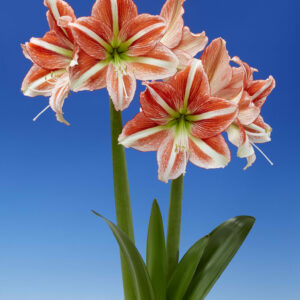 Hippeastrum Vondelpark