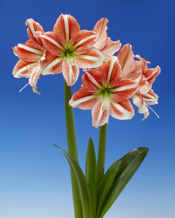 Hippeastrum Vondelpark