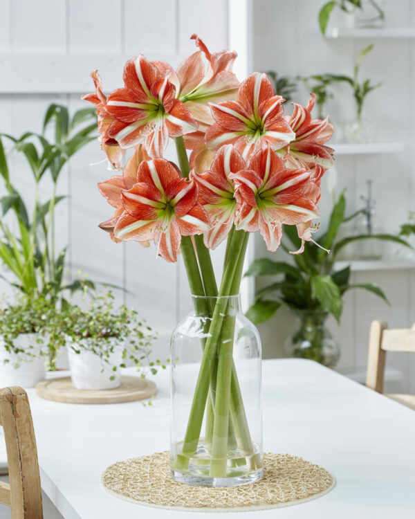 Hippeastrum Vondelpark