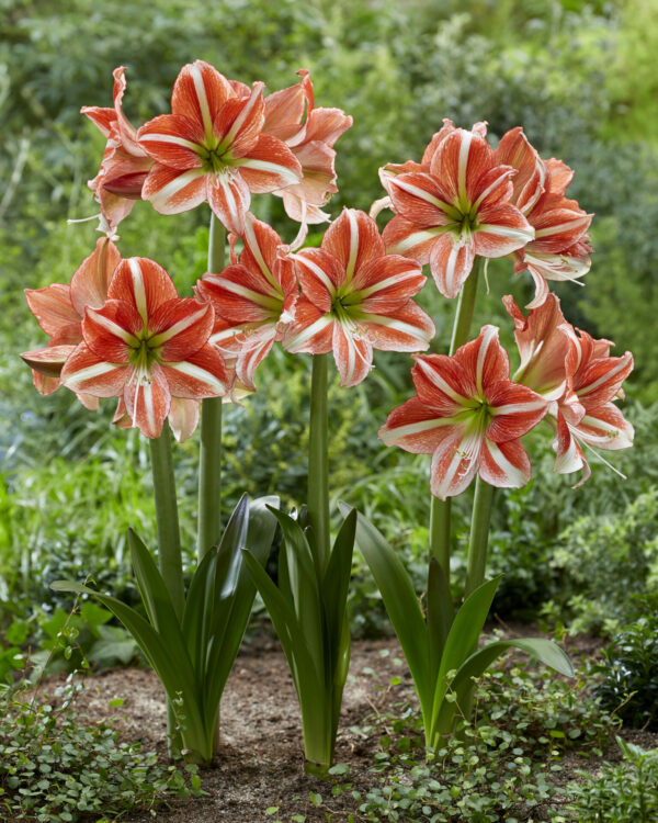 Hippeastrum Vondelpark