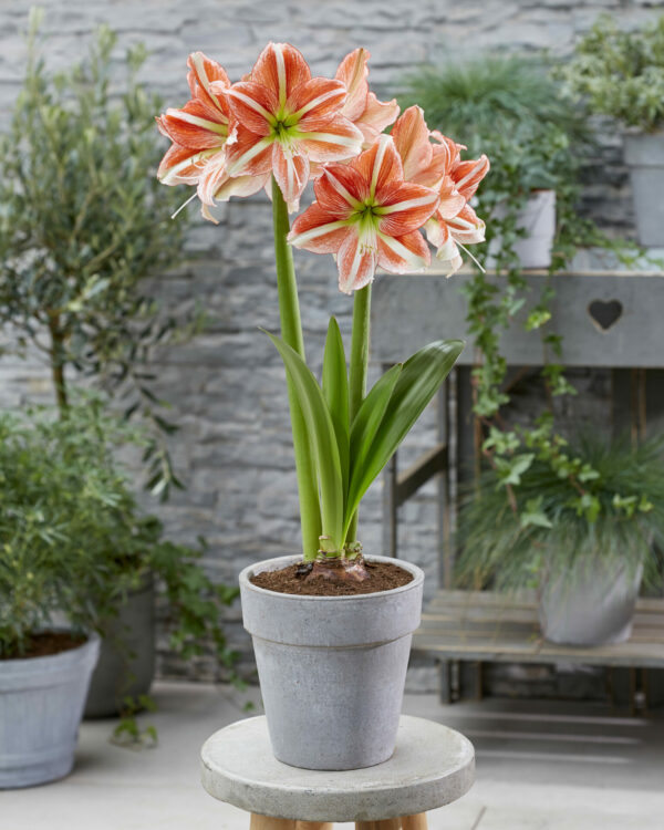 Hippeastrum Vondelpark