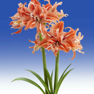 Hippeastrum Wild Dance