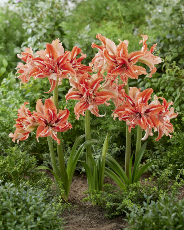 Hippeastrum Wild Dance