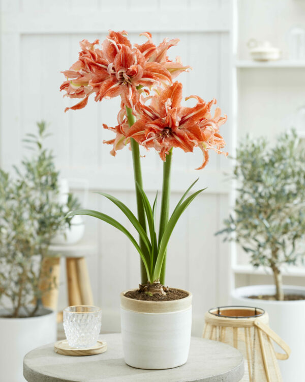 Hippeastrum Wild Dance