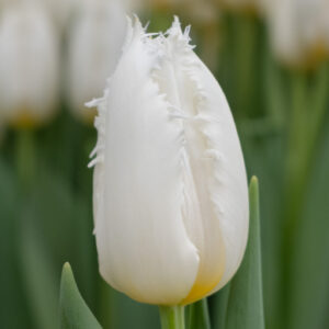 Single white tulip Criko