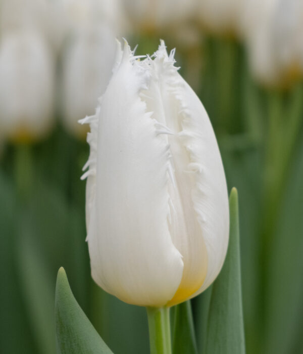 Single white tulip Criko